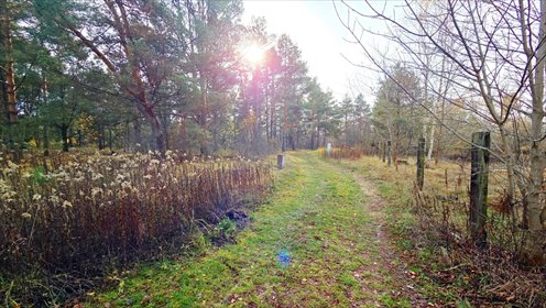 Działka leśna pod rezydencje (12 046 m²) w Łomiankach działka Łomianki, Dąbrowa Leśna