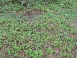 Działka leśna na sprzedaż Skroda Wielka 9 200m2 Foto 2