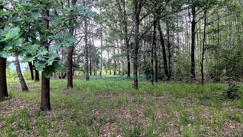 działka na sprzedaż 11048m2 działka Budy-Grzybek