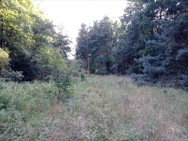 działka na sprzedaż 5981m2 działka Kicin, Leśna Struga