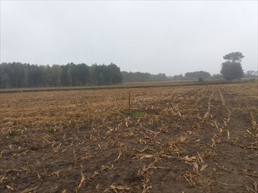 Do sprzedania działki budowlane w Koło - cisza, natura, przestrzeń działka Koło, Koło
