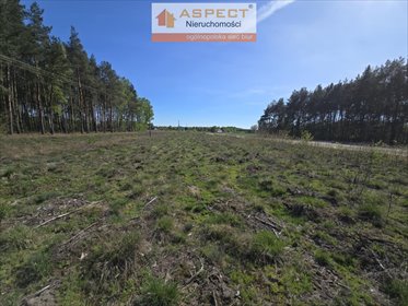 działka na sprzedaż 3000m2 działka Grzybów