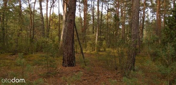 Działka leśna na sprzedaż Grudunki 140 100m2 Foto 2
