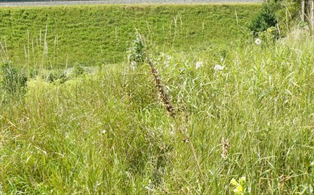 Działka budowlana na sprzedaż Borowo 2 049m2 Foto 4