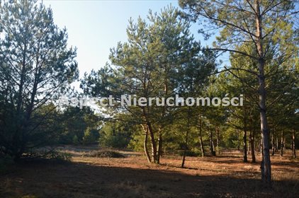 Działka leśna na sprzedaż Suchcice 12 200m2 Foto 1