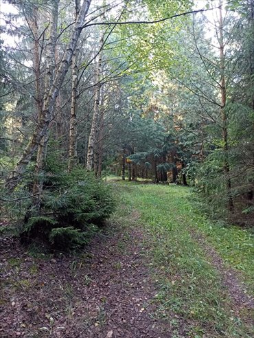 działka na sprzedaż 50600m2 działka Udziejek