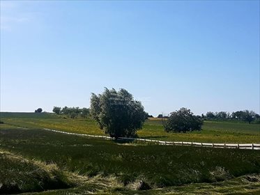 Działka budowlana na sprzedaż Sady 21 500m2 Foto 5