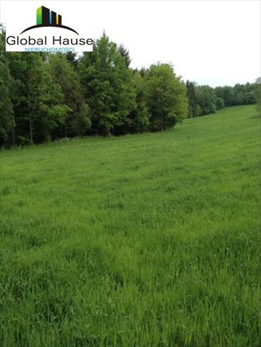Działka rolna na sprzedaż Nowe Krzywe 3 080m2 Foto 4