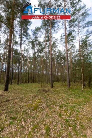 Działka leśna na sprzedaż Tarnowo 19 800m2 Foto 2