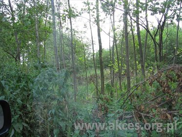 działka na sprzedaż 6307m2 działka Milanówek, Milanówek