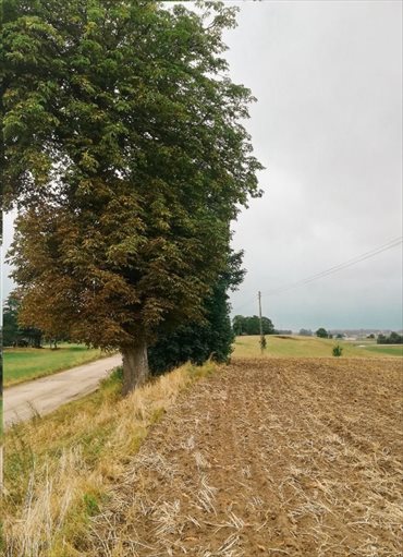 Działka rolna na sprzedaż Jeleń 5 141m2 Foto 4
