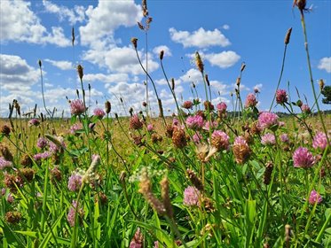 działka na sprzedaż 52719m2 działka Nowa Kościelnica, xxx
