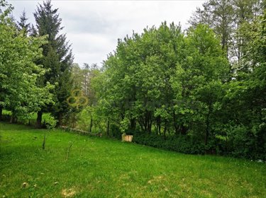 Działka rekreacyjna 11 476 m² w Gozdnicy – prywatność i natura działka Gozdnica