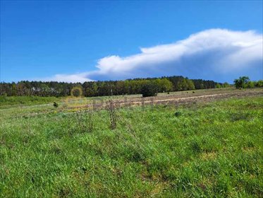 działka na sprzedaż 15100m2 działka Trzciel