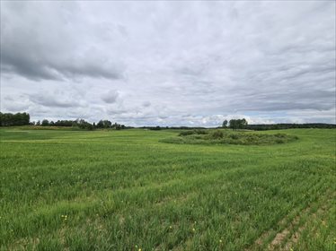Zapraszam do zakupu malowniczych działek 3 100 m² w Orzechowie działka Orzechowo