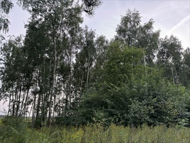 Działka 792 m² pod zabudowę w Drwalewie – blisko lasu działka Drwalew