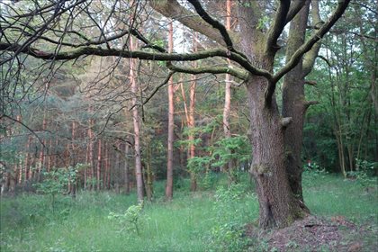 działka na sprzedaż 1504m2 działka Białe Błoto, Dobroszyce