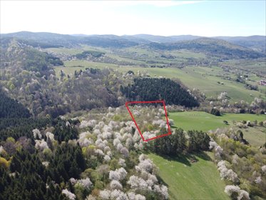 Malownicza działka leśna 14 300 m² w Myscowej działka Myscowa