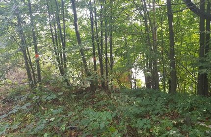 Działka budowlana na sprzedaż Jarnołtówek 2 700m2 Foto 6