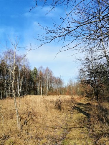 Działka budowlana na sprzedaż Myszków, Osińska Góra 10 800m2 Foto 1