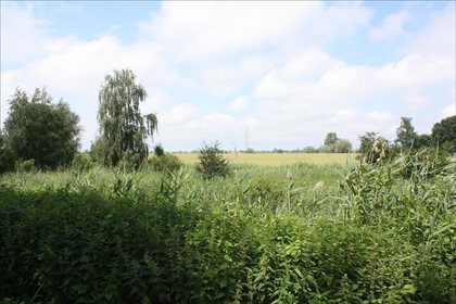 Działka rolna na sprzedaż Świerznica, Stegna 80 300m2 Foto 7