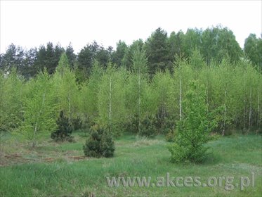 Działka 1500 m² pod zabudowę (Nowe Polesie) w cichej okolicy działka Nowe Polesie
