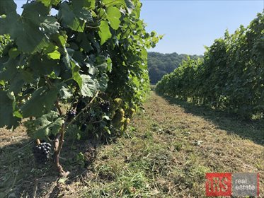 Działka inwestycyjna na sprzedaż Czyżów Szlachecki 23 730m2 Foto 2