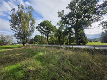 działka na sprzedaż 8200m2 działka Krzywaczka