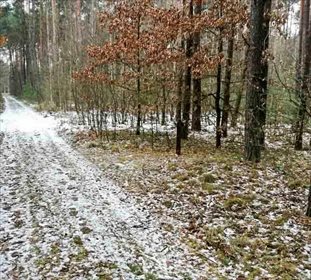 Działka rekreacyjna na sprzedaż Jamborek 1 200m2 Foto 4