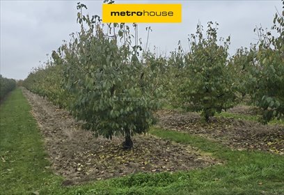 działka na sprzedaż 3300m2 działka Gusin