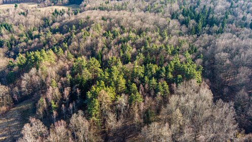 działka na sprzedaż 4900m2 działka Olszowa