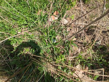 działka na sprzedaż 4260m2 działka Zabrze