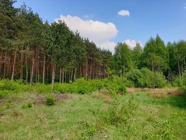 działka na sprzedaż 10905m2 działka Niecenia