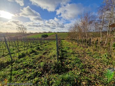 działka na sprzedaż 3000m2 działka Cianowice