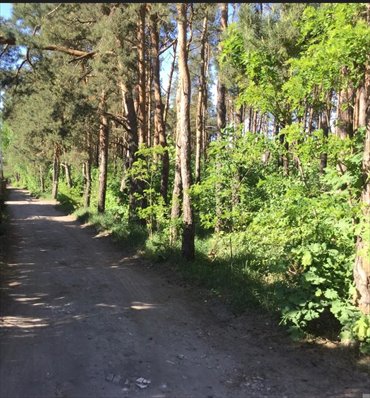 Do sprzedania urokliwa działka leśna 2000 m² w Wawrze działka Warszawa, Wawer, Międzylesie