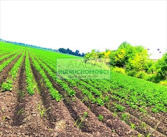 Działki rolne z budynkiem, dojazd asfalt, 90 000 m² działka Milęcin