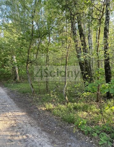 Działka 2605 m2 z MPZP, media, las, blisko Grodziska działka Marynin
