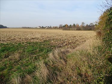 Działka budowlana na sprzedaż Łozina, Długołęka 10 447m2 Foto 2