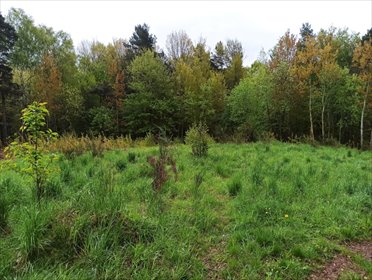działka na sprzedaż 1223m2 działka Leśno, Modra