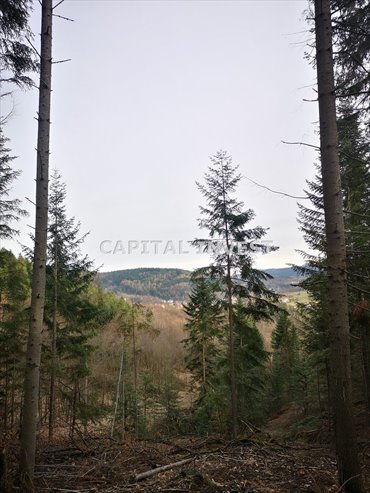 Sprzedam działkę 7 300 m² w Zagórniku z lasem i widokami działka Zagórnik