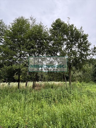 Działka z lasem pod dom marzeń, 8 303 m2, media, MPZP działka Mościska