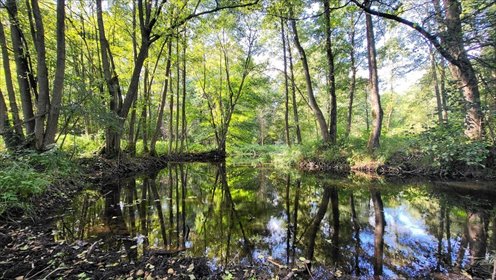 Sprzedam urokliwą działkę 40 479 m² z własnym stawem i lasem działka Staw