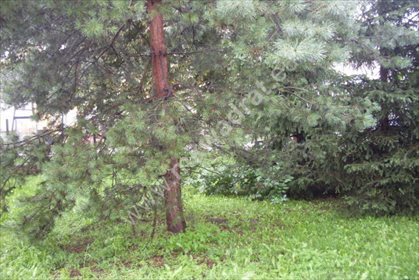 lokal użytkowy na sprzedaż 113m2 lokal użytkowy Pass