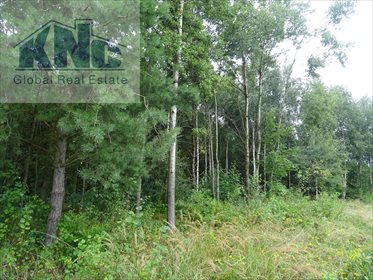 Działka rolna na sprzedaż Korytków 10 800m2 Foto 4