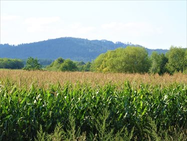 Działka rekreacyjna na sprzedaż Słupice 7 500m2 Foto 4