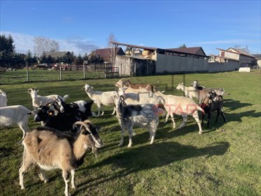 dom na sprzedaż 100m2 dom Korabiewice