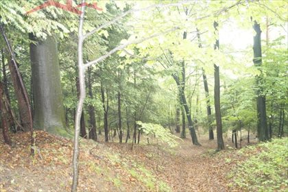 Działka leśna na sprzedaż Malinówka 38 900m2 Foto 2