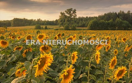 działka na sprzedaż 3824m2 działka Waliły