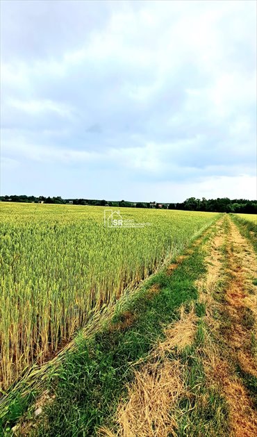 dom na sprzedaż 22700m2 dom Sędziejowice-Kolonia