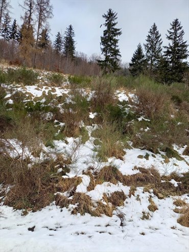 działka na sprzedaż 3800m2 działka Jedlina-Zdrój, Glinica